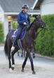 【宝塚記念】クロワデュノールは3枠5番 春の古馬3冠制覇へ斉藤崇師「いい枠になったと思います」