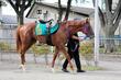 【新馬戦】ジーフォーリア 父エフフォーリア所属した鹿戸厩舎から初陣 陣営「やるごとに良くなってきていますね」