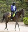 【新馬戦】インテルラゴス 態勢万全 半兄は今年の中山金杯覇者カラマティアノス 杉木助手も期待大「来年に楽しみが持てる」