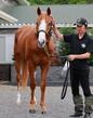 【阪神&中山の危険な人気馬】ダイヤモンドノット 阪神11R・セントウルS