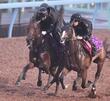 【オールカマー】レガレイラ 最終追いは文句なし ぬかるむ馬場で鋭脚披露も太田助手は天候不安視「できればきれいな馬場を」