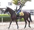 【新馬戦】レインボーフライト 新種牡馬の勢いに乗る 津村好感触「素軽くて、背中が良くフットワークもいい」