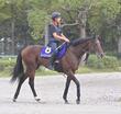 【菊花賞】ゴーイントゥスカイ 歴代最多タイ菊5勝の武豊とロブチェン3冠阻止だ 青葉賞V&ダービー4着実績は上位 データ唯一減点1