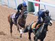 【菊花賞】ジャスティンシカゴ仕上がり万全 原を背に馬なりのまま楽に加速 宮田師「意図した追い切りを予定通りこなせた」