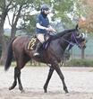 【新馬戦】ノヴァルクス 父・エフフォーリア譲りの雄大な馬体 横山武「馬っぷりの良さも父に似ている」