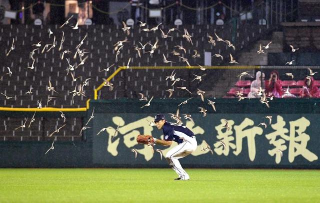【写真】まさかの名作の再現？ 鳥の大群がプロ野球選手を襲撃