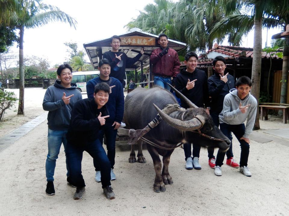 竹富島で水牛車観光を楽しんだ（左）から菅野、森、藤岡、渡辺、永野、安田、山本、和田の新人８選手