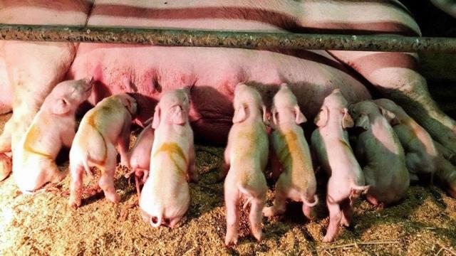サヨナラ劇の裏で新たな“部員”誕生！豚９匹生まれる