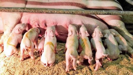 　金足農・生物資源科に誕生した９匹の子豚（読者提供）
