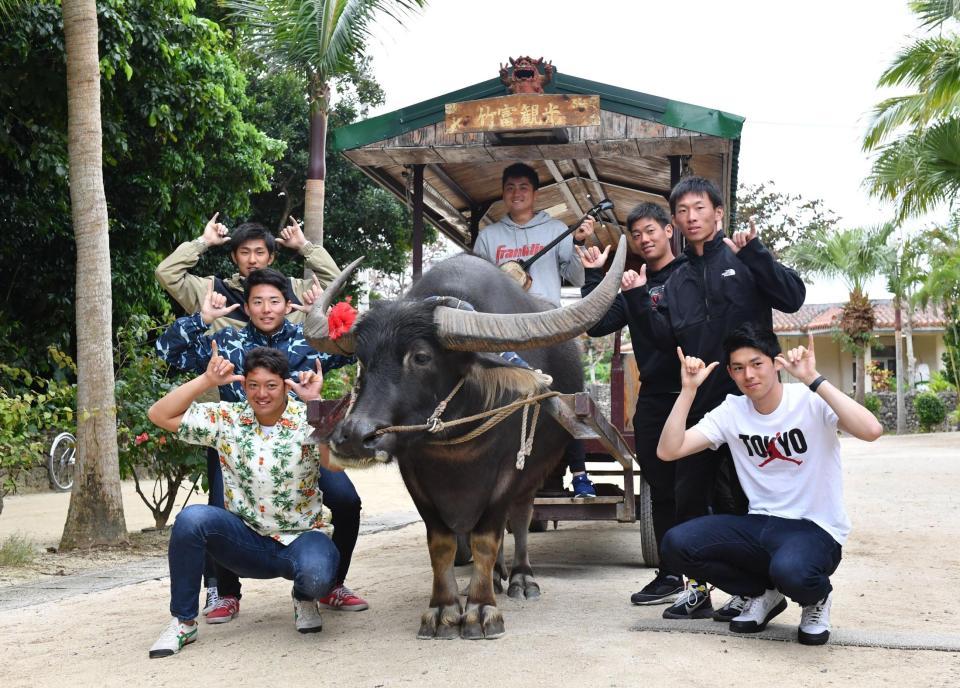 水牛とともにポーズをとるロッテ新人選手（左前から時計回りに）佐藤都志也、横山陸人、本前郁也、植田将太、福田光輝、高部瑛斗、佐々木朗希＝沖縄・竹富島（撮影・西岡正）