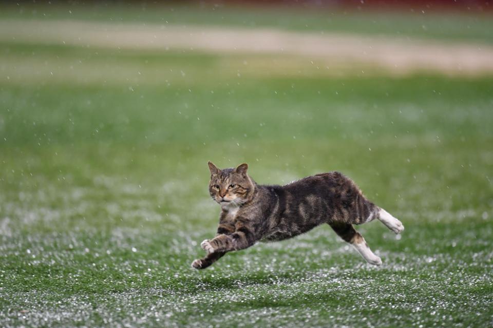 横浜スタジアムに猫 コールドゲーム後の無人のグラウンドを全力疾走 野球 デイリースポーツ Online