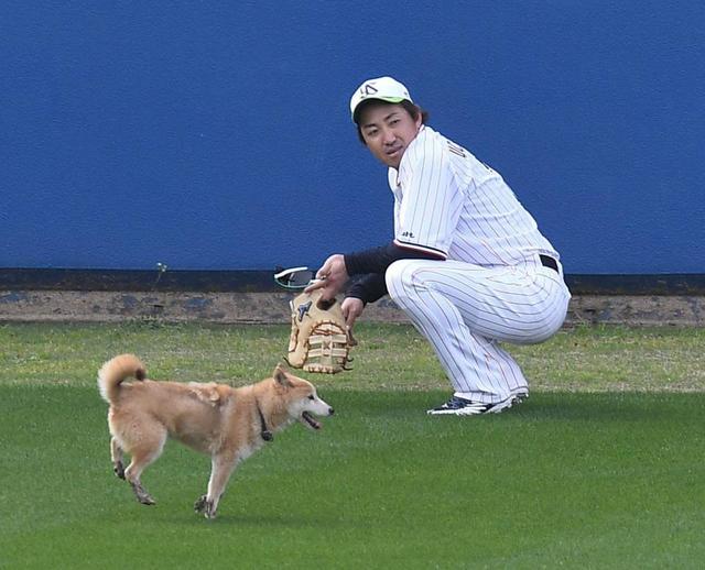 ヤクルト 浦添キャンプで珍事 １匹の犬が 新加入の内川も笑顔で見守る 野球 デイリースポーツ Online