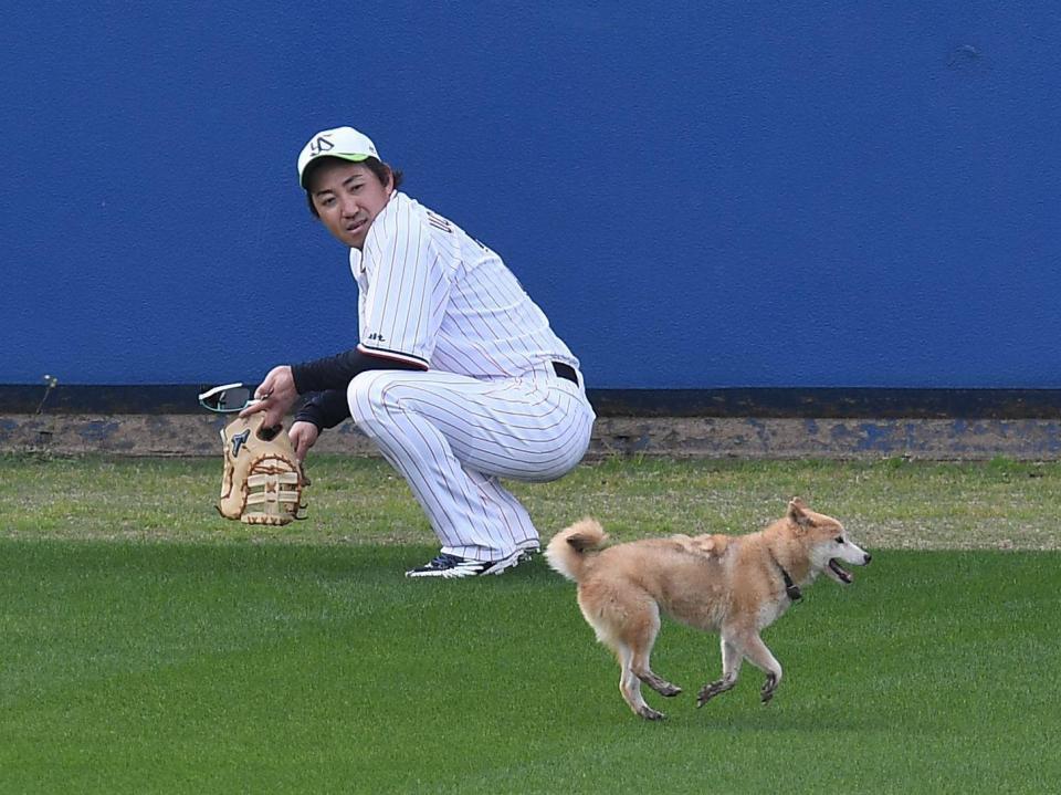 　無観客なのに・・・守備練習中のグラウンドに犬が乱入。ヤクルト・内川聖一の制止に応えず逃走（撮影・金田祐二）