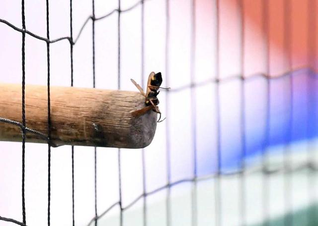 【写真】蜂に刺されたＤｅＮＡ・エスコバー　腰に虫よけグッズ完備