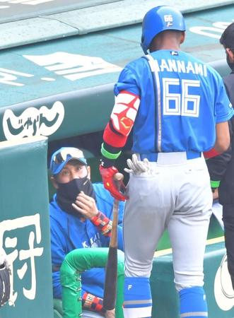 ６回、自打球を顔に当ててベンチに下がる万波を心配する新庄ビッグボス（撮影・吉澤敬太）