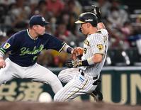 　６回、三塁打を放ちすべり込む佐藤輝。左は村上（撮影・田中太一）