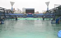 　午前中から降り続く雨＝横浜スタジアム（撮影・高部洋祐）