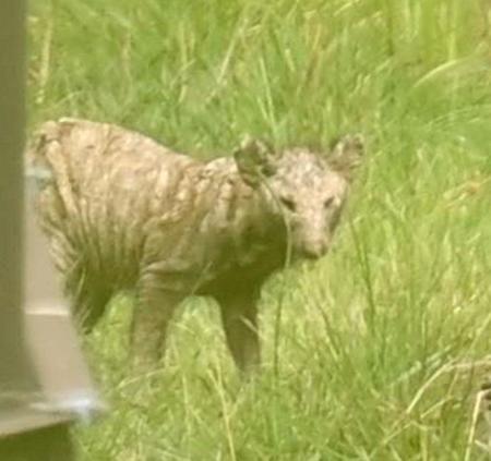 　球拾いの時に浅野が遭遇した小動物（撮影・西岡正）