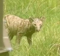 　球拾いの時に浅野が遭遇した小動物（撮影・西岡正）