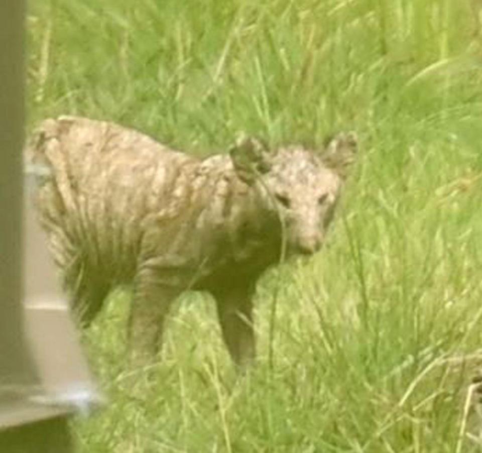 　球拾いの時に浅野が遭遇した小動物（撮影・西岡正）