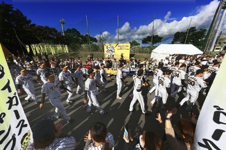 　プロ野球キャンプが始まり、練習前にパレードする阪神ナイン＝１日、沖縄県宜野座村