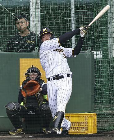 　打撃練習する阪神・大山＝宜野座