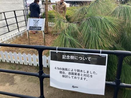 　９日の強風で根元から折れてしまった福浦和也氏の２０００安打記念の記念樹
