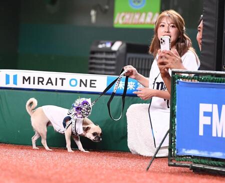 　金子侑のセレモニーをベンチから見つめる妻と愛犬（撮影・園田高夫）