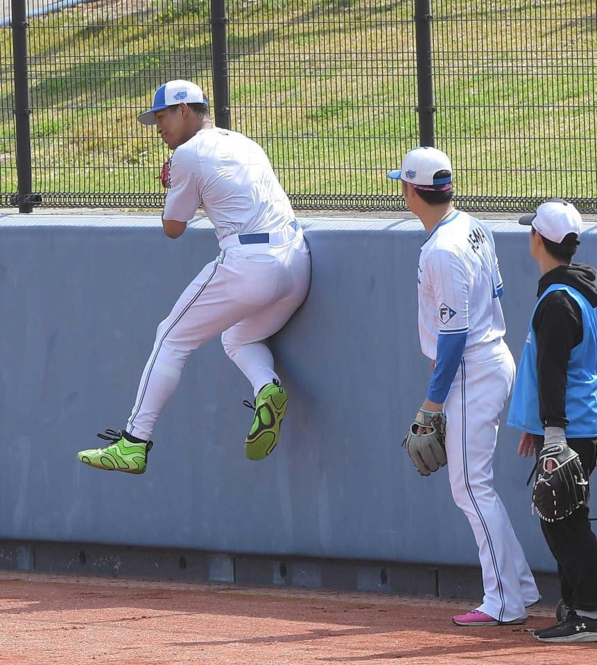 　フェンス際の打球処理を練習す日本ハム・万波（撮影・佐藤厚）