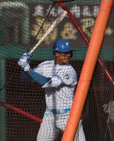 日本ハム・万波　練習で「魚雷バット」に好印象「すごいバットがスムーズに出てくる」