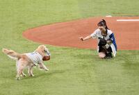 　ファーストピッチセレモニーでボール犬を迎えるモーニング娘。’２５・牧野真莉愛（撮影・中島達哉）