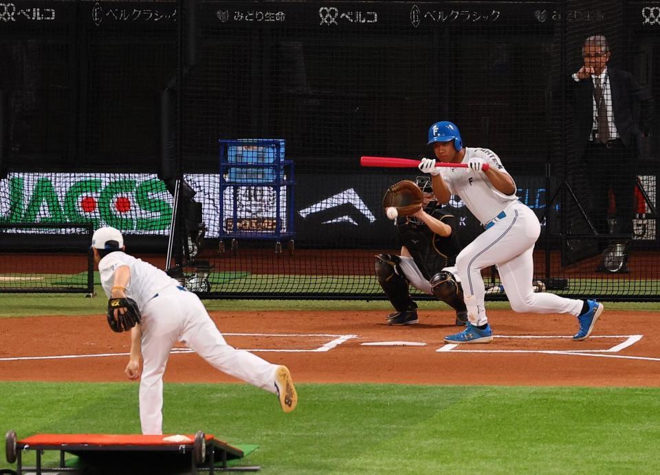 　バント練習する万波（撮影・中島達哉）