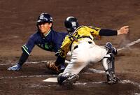 　９回、三走・武岡は本塁を狙うもタッチアウトになり試合終了する。捕手・坂本（撮影・山口登）