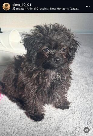 　長谷川の愛犬アカウント（ｅｌｍｏ＿１０＿０１）より