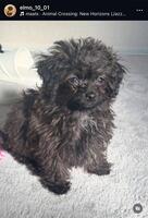 　長谷川の愛犬アカウント（ｅｌｍｏ＿１０＿０１）より