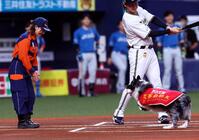 　特別始球式で災害救助犬のアッシュは災害救助犬訓練士の中野汀彩さんにボールを運ぶ（撮影・山口登）