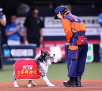 　特別始球式で災害救助犬のアッシュは災害救助犬訓練士の中野汀彩さんにボールを運ぶ（撮影・山口登）