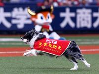 　特別始球式で災害救助犬のアッシュは災害救助犬訓練士の中野汀彩さんにボールを運ぶ（撮影・山口登）