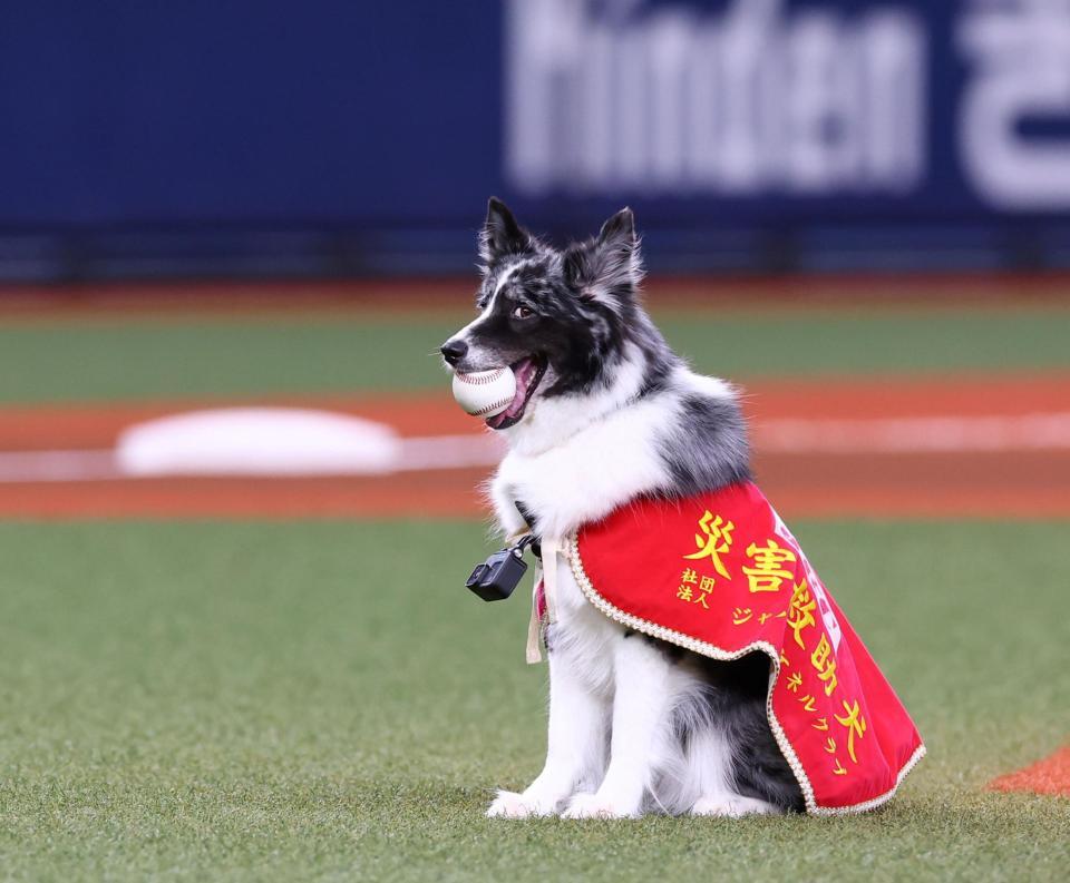 　特別始球式で災害救助犬のアッシュは災害救助犬訓練士の中野汀彩さんにボールを運ぶ（撮影・山口登）