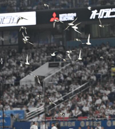　６回、ＺＯＺＯマリンスタジアムのグラウンド上空を飛び回る鳥
