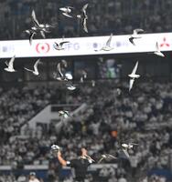 　６回、ＺＯＺＯマリンスタジアムのグラウンド上空を飛び回る鳥