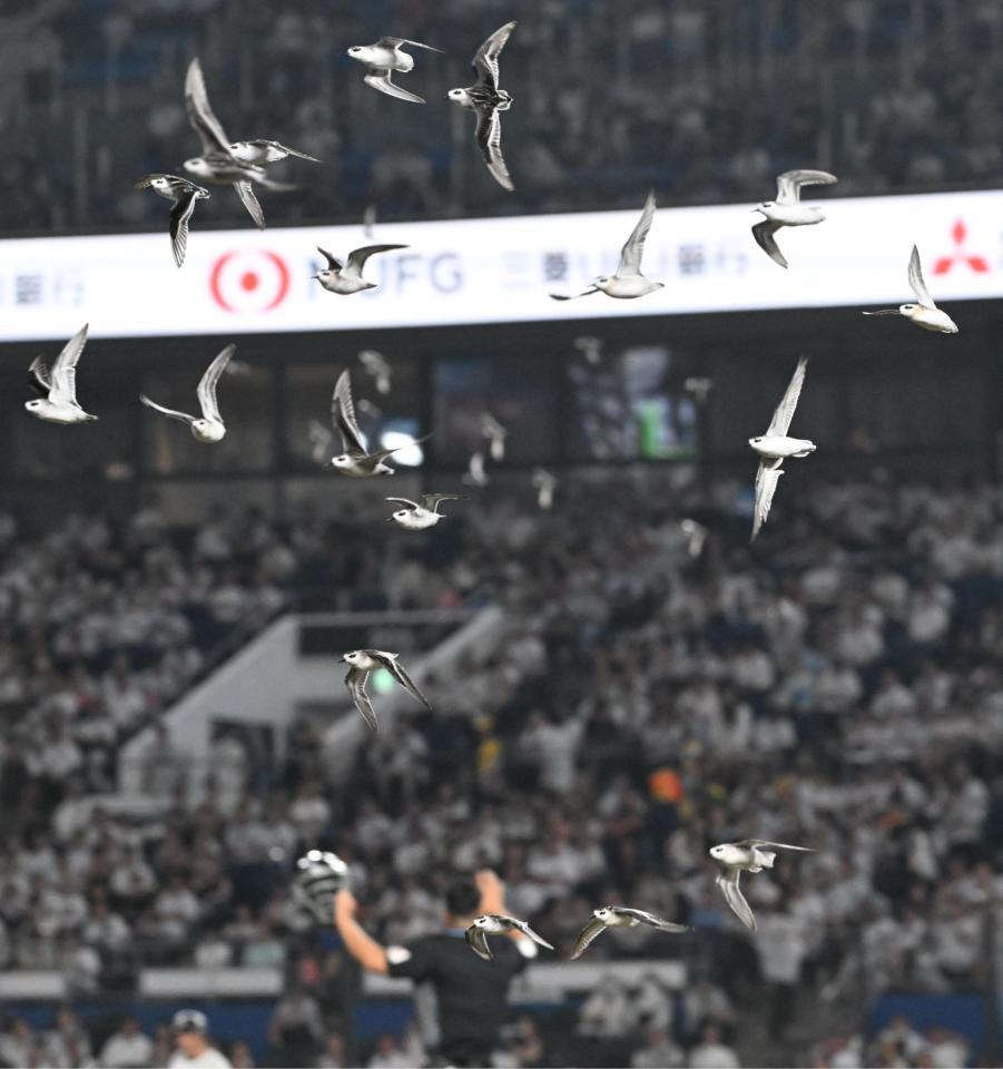　６回、ＺＯＺＯマリンスタジアムのグラウンド上空を飛び回る鳥