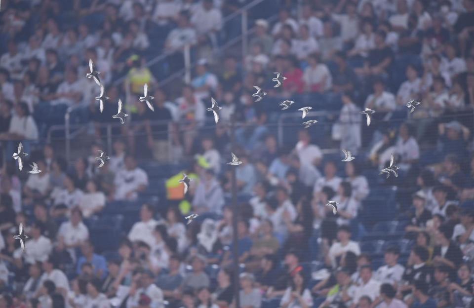 　６回のロッテの攻撃中に鳥の群れがグラウンドを飛び回り試合は一時中断（撮影・開出牧）