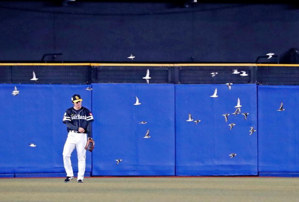 　６回、ロッテの攻撃中に球場内を飛び回る鳥の群れ。試合中断となる