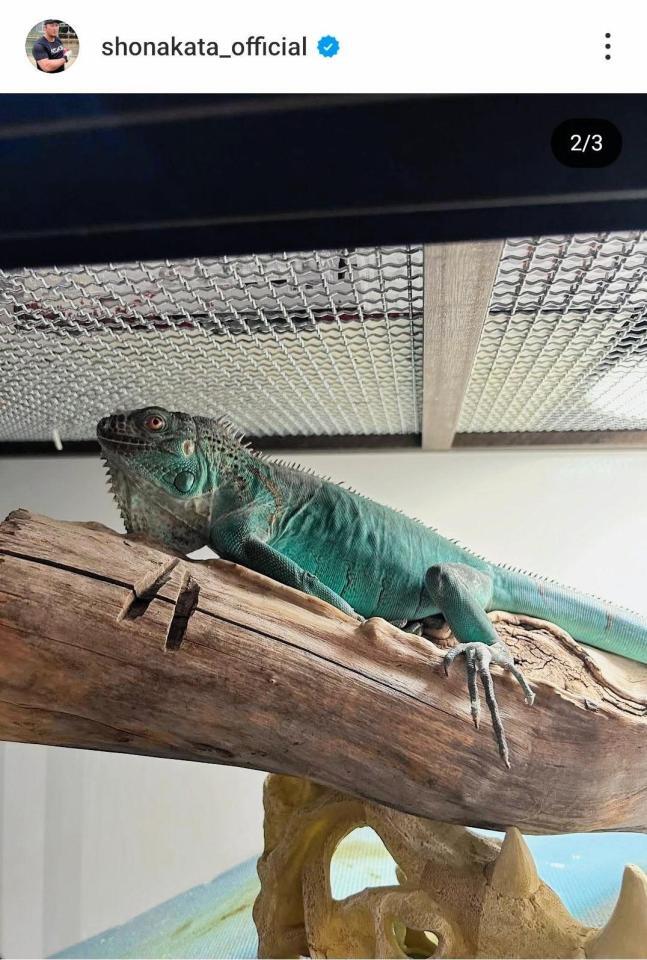 　中田翔のインスタグラム（＠ｓｈｏｎａｋａｔａ＿ｏｆｆｉｃｉａｌ）から