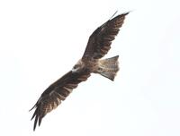 　グラウンド上空を飛行する鳥（撮影・中田匡峻）