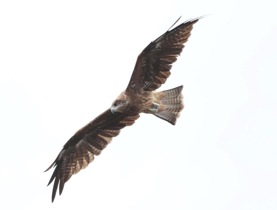 　グラウンド上空を飛行する鳥（撮影・中田匡峻）