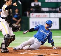 　５回、田宮のスクイズで生還した郡司（撮影・中島達哉）