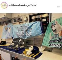 ソフトバンクの公式インスタグラム（＠ｓｏｆｔｂａｎｋｈａｗｋｓ＿ｏｆｆｉｃｉａｌ）から