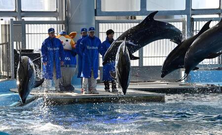 イルカのショーを見入る（左から）ＤｅＮＡ・度会隆輝、石田裕太郎、相川亮二監督＝八景島シーパラダイス（撮影・持木克友）